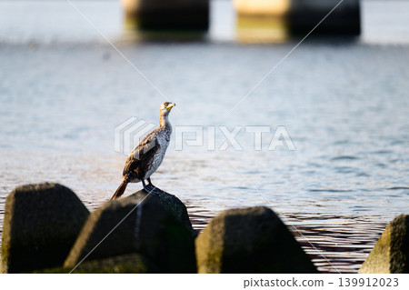 A large wild bird, a cormorant, stands by the water's edge. A large wild bird, a cormorant, stands by the water's edge. 139912023