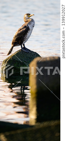 A large wild bird, a cormorant, stands by the water's edge. A large wild bird, a cormorant, stands by the water's edge. 139912027