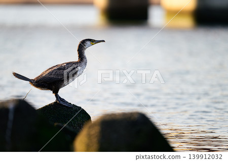 A cormorant defecating; a large wild bird. A cormorant defecating; a large wild bird. 139912032