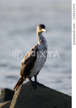 A large wild bird, a cormorant, stands by the water's edge. A large wild bird, a cormorant, stands by the water's edge. 139912041