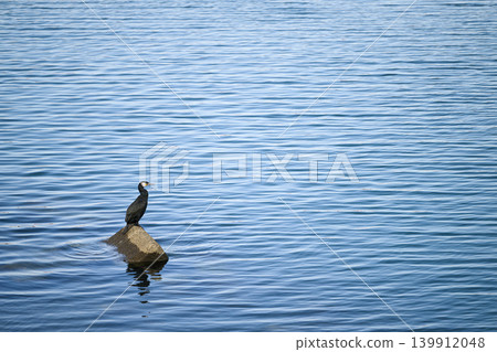 A large wild bird, a cormorant, stands by the water's edge. A large wild bird, a cormorant, stands by the water's edge. 139912048