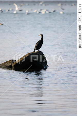 A large wild bird, a cormorant, stands by the water's edge. A large wild bird, a cormorant, stands by the water's edge. 139912054