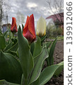 tulips in the budding stage 139912066