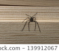 long-legged huntsman spider 139912067