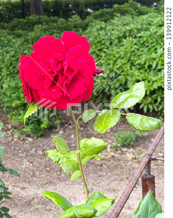 A red rose A red rose 139912122