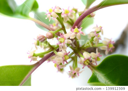 Ilex rotunda flowers Ilex rotunda flowers 139912309