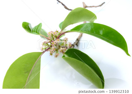 Ilex rotunda flowers Ilex rotunda flowers 139912310