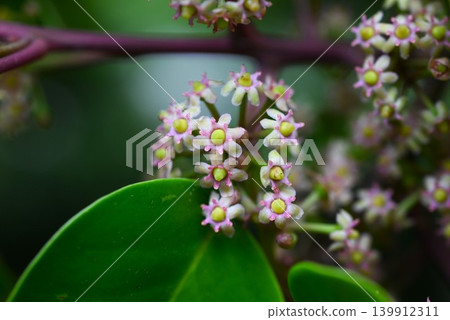 Ilex rotunda flowers Ilex rotunda flowers 139912311