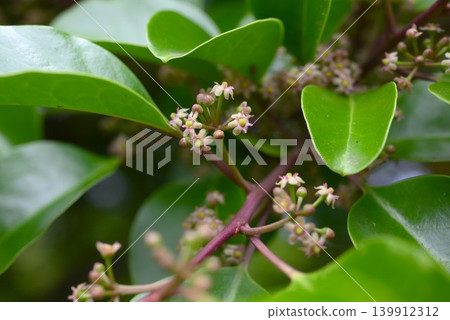 Ilex rotunda flowers Ilex rotunda flowers 139912312