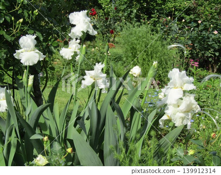 White iris flowers in a flowerbed on the way to the Kojima Flower Society's flower garden. White iris flowers in a flowerbed on the way to the Kojima Flower Society's flower garden. 139912314
