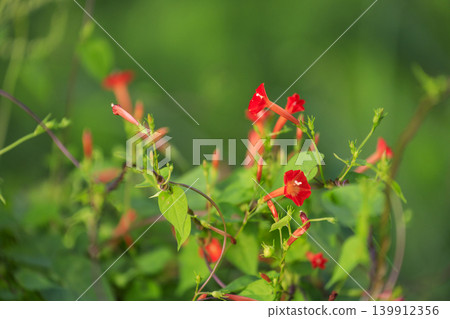 秋初,牽牛花(Ipomoea quamoclit)的紅色花朵在草叢中盛開。 秋初,牽牛花(Ipomoea quamoclit)的紅色花朵在草叢中盛開。 139912356