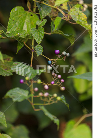 秋日森林中的野生葡萄色彩斑斕,蔚為壯觀。 秋日森林中的野生葡萄色彩斑斕,蔚為壯觀。 139912362