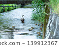 Mallard family 012 139912367