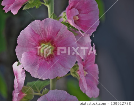 蜀葵 蜀葵 139912788