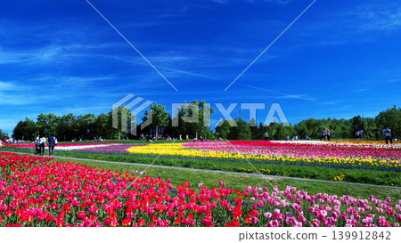 Tulip field of Takino Suzuran Park Tulip field of Takino Suzuran Park 139912842