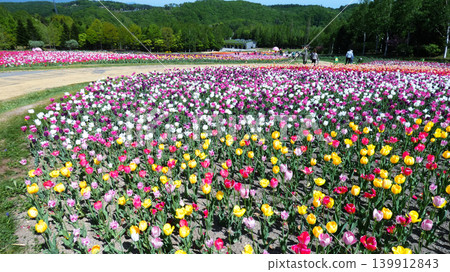 Tulip field of Takino Suzuran Park Tulip field of Takino Suzuran Park 139912843