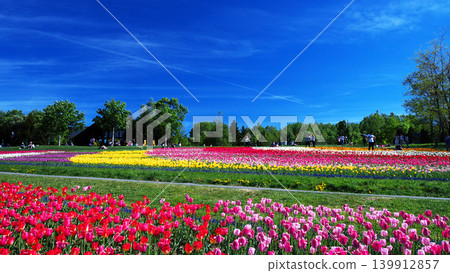 Tulip field of Takino Suzuran Park Tulip field of Takino Suzuran Park 139912857