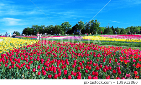Tulip field of Takino Suzuran Park Tulip field of Takino Suzuran Park 139912860