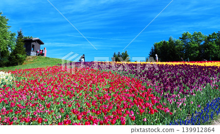 Tulip field of Takino Suzuran Park Tulip field of Takino Suzuran Park 139912864
