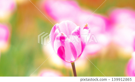 Tulip field of Takino Suzuran Park Tulip field of Takino Suzuran Park 139912865