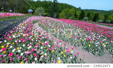 Tulip field of Takino Suzuran Park 139912873