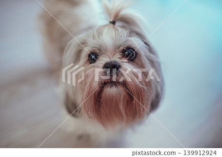 Cute shih-tzu dog close-up portrait Cute shih-tzu dog close-up portrait 139912924