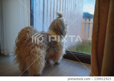 Shih-tzu dog is looking out the window of cottage Shih-tzu dog is looking out the window of cottage 139912925