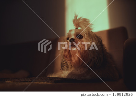 Shih tzu dog lying on sofa in the evening sunset light Shih tzu dog lying on sofa in the evening sunset light 139912926