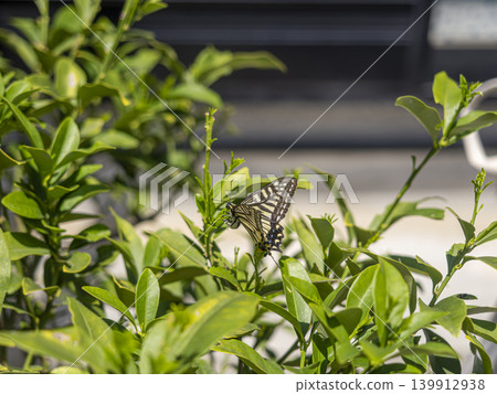 A swallowtail butterfly laying eggs A swallowtail butterfly laying eggs 139912938