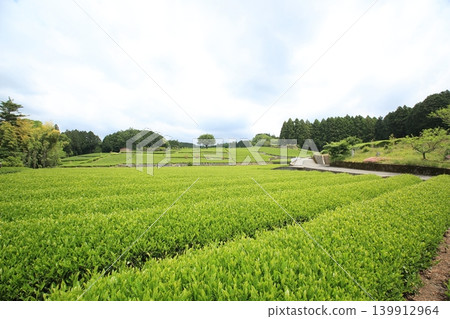 A landscape with a tea plantation A landscape with a tea plantation 139912964