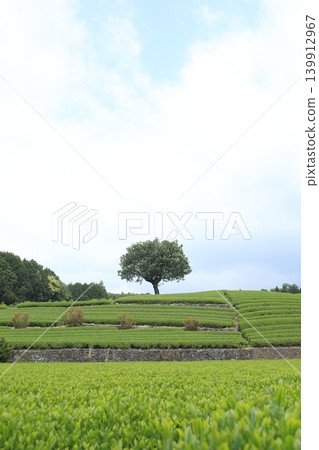 A single tree standing in the middle of a tea plantation A single tree standing in the middle of a tea plantation 139912967