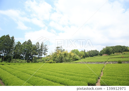 A tea plantation under the blue sky A tea plantation under the blue sky 139912971