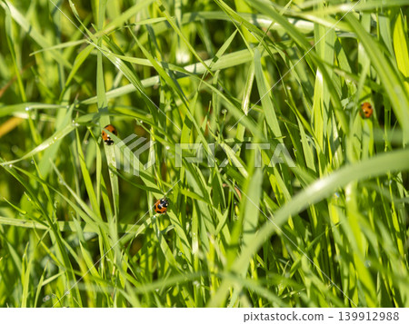 A seven-spotted ladybug in a field A seven-spotted ladybug in a field 139912988