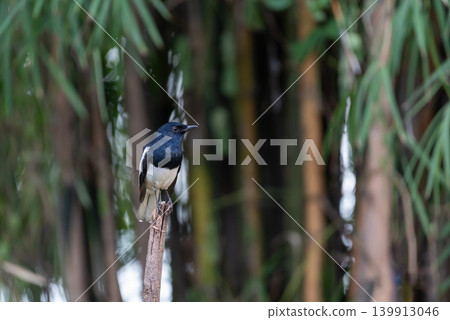 Black white oriental magpie robin perched branch among bamboo soft green background natural light wildlife bird calm forest environment Black white oriental magpie robin perched branch among bamboo soft green background natural light wildlife bird calm forest environment 139913046