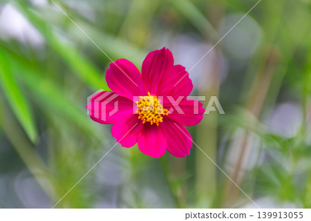 Closeup pink cosmos flower bloom yellow center against soft green blurred background natural light delicate petals fresh garden atmosphere Closeup pink cosmos flower bloom yellow center against soft green blurred background natural light delicate petals fresh garden atmosphere 139913055