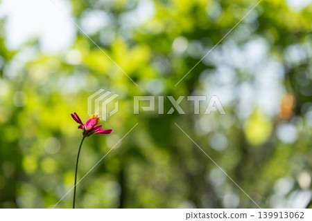 Single pink wildflower blooming tall stem soft green bokeh background natural sunlight fresh outdoor atmosphere minimal composition copy space Single pink wildflower blooming tall stem soft green bokeh background natural sunlight fresh outdoor atmosphere minimal composition copy space 139913062