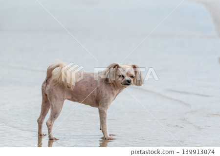 Small dog standing wet sandy beach near water calm expression outdoor pet lifestyle minimal background soft light natural environment 139913074