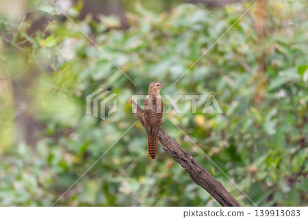 Plaintive cuckoo bird perched dry branch green forest background wildlife nature closeup soft light natural habitat calm outdoor environment Plaintive cuckoo bird perched dry branch green forest background wildlife nature closeup soft light natural habitat calm outdoor environment 139913083