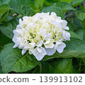 White hydrangea 139913102