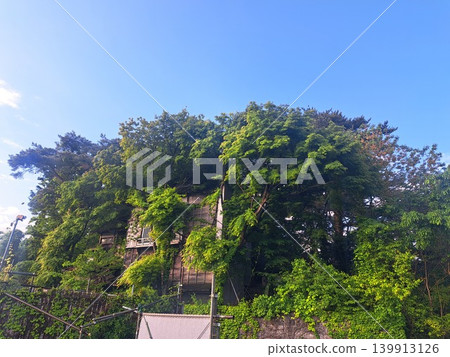 A vacant house covered in grass A vacant house covered in grass 139913126
