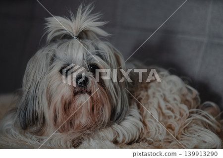 Shih tzu dog lying on sofa 139913290