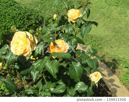 Flower Museum Yellow Roses Flower Museum Yellow Roses 139913308