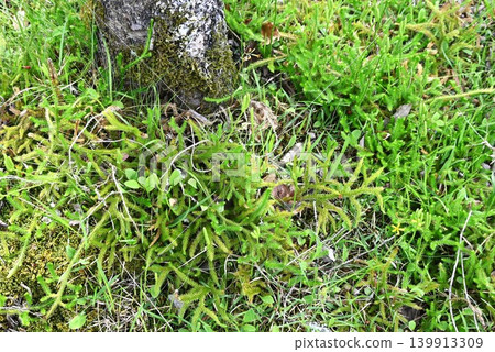 石松(Lycopodium clavatum),又稱遮蔭藤本植物、原始植物、新年裝飾植物 石松(Lycopodium clavatum),又稱遮蔭藤本植物、原始植物、新年裝飾植物 139913309