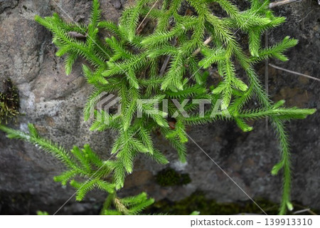 石松(Lycopodium clavatum),又稱遮蔭藤本植物、原始植物、新年裝飾植物 石松(Lycopodium clavatum),又稱遮蔭藤本植物、原始植物、新年裝飾植物 139913310