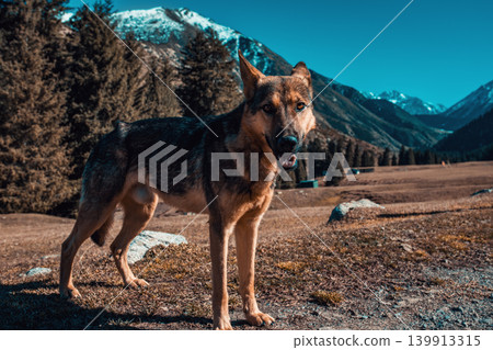 Dog on mountains background Dog on mountains background 139913315