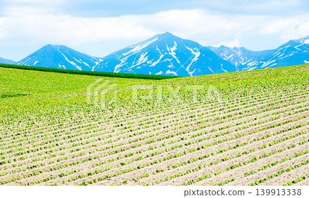 A refreshing early summer view of fields and the Tokachi Mountain Range from a hill in Biei, Hokkaido. A refreshing early summer view of fields and the Tokachi Mountain Range from a hill in Biei, Hokkaido. 139913338