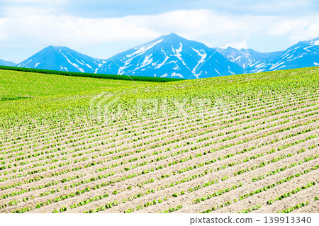從北海道美瑛的一座小山上,可以欣賞到初夏時節田野和十勝山脈的清新景色。 從北海道美瑛的一座小山上,可以欣賞到初夏時節田野和十勝山脈的清新景色。 139913340