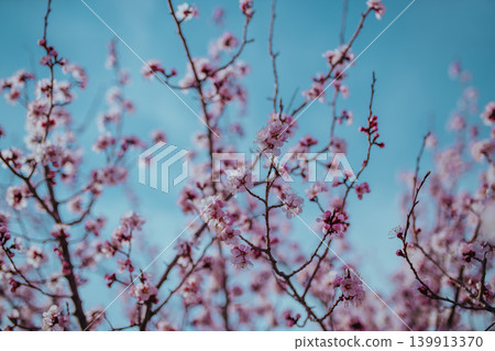 Branches of blossoming apricot tree on sky background Branches of blossoming apricot tree on sky background 139913370