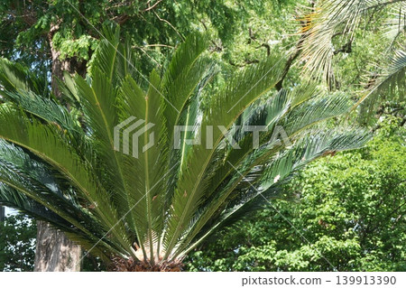 Scenery with cycads 139913390