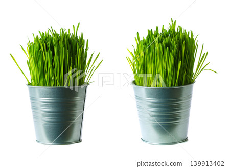 Lush green grass in metallic pot, isolated on white background Lush green grass in metallic pot, isolated on white background 139913402